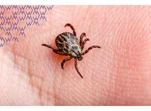 Borelióza: Príznaky, fľak po kliešťovi, testovanie a účinná liečba